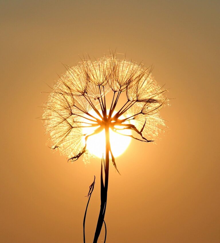 dandelion, sun, nature, backlighting, flower background, flower wallpaper, silhouette, flower, beautiful flowers, seeds, orange sun, sunset, dusk, twilight, orange sky